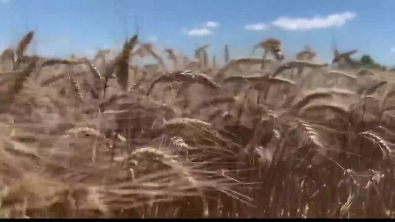 Skyrocketing inflation is causing problems for local wheat farmers.