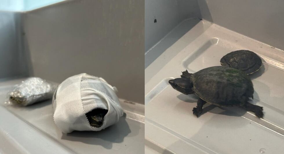 Smuggle Turtle ‘Stop hiding animals in weird places’: Woman attempted to smuggle two ...