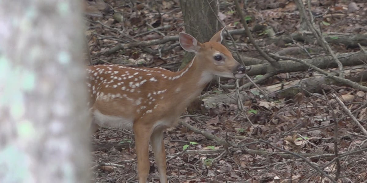 Park ranger discusses best boundaries for wandering wildlife