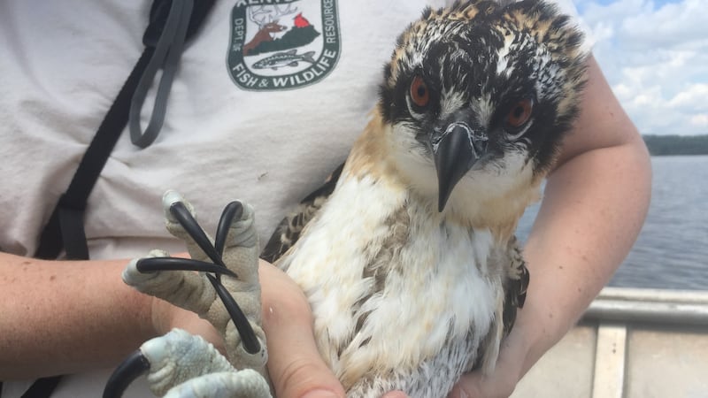 Kentucky Fish & Wildlife highlights upturn in osprey nesting numbers