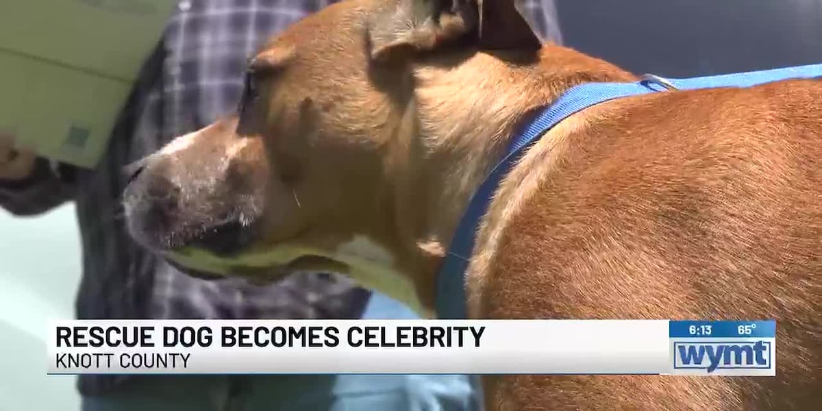 Rescue dog’s viral trash truck reaction highlights stray animal issue ...