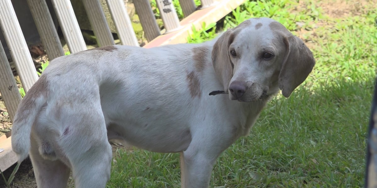 Animal rescue hoping to expand pawprint, address stray population